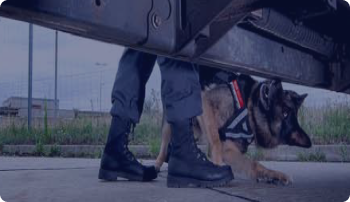 Dog at border with customs agent